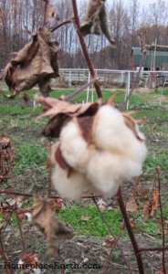 cotton in field