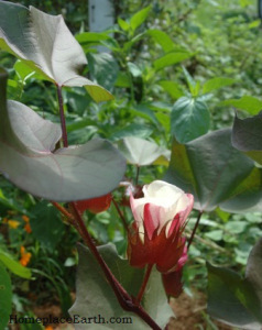 Red Foliated cotton blossom