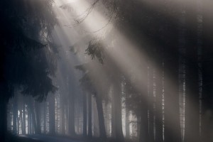 fog-693401_640