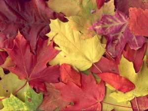 autumn-leaves