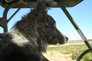 farm