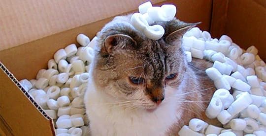 cat-styrofoam