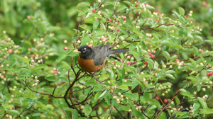 Bird