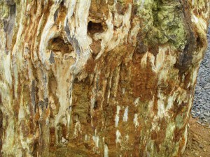 PETRIFIED LOG NATURE'S HISTORY BOOK