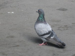 Pigeon checking out the 