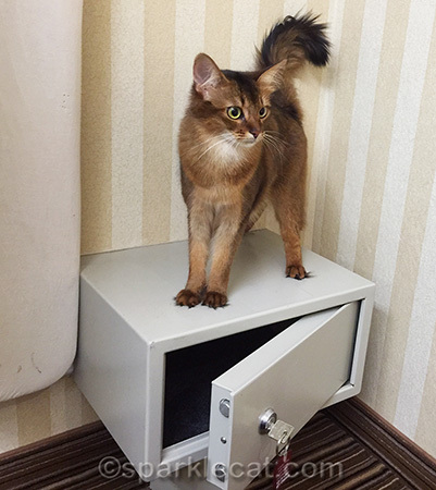 somali cat, hotel safe, hotel room, quality inn, pet friendly hotel