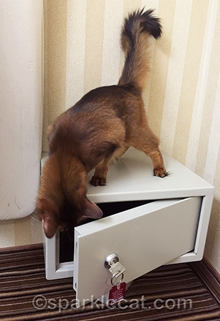 somali cat, hotel safe