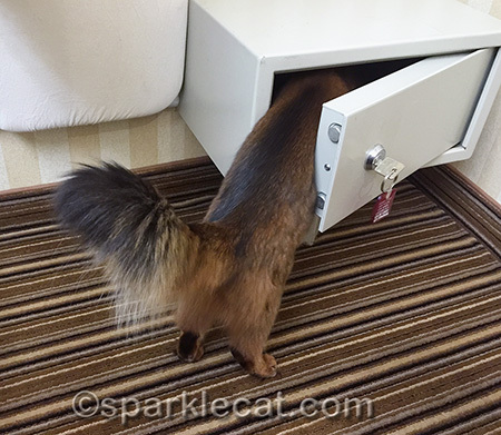 somali cat