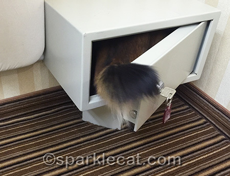 hotel safe, cat, fluffy tail