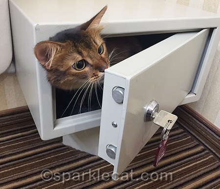 hotel safe, somali cat, cute cat