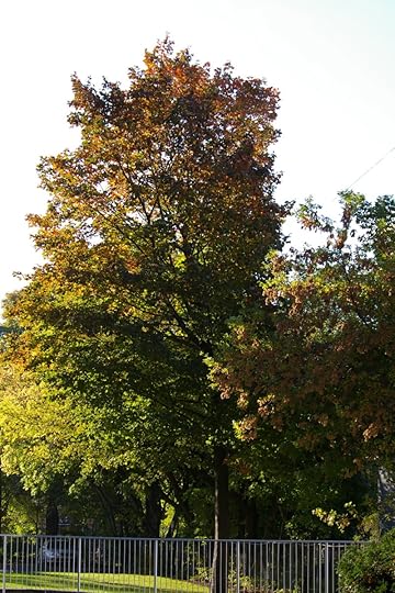 Tree Project - image 37