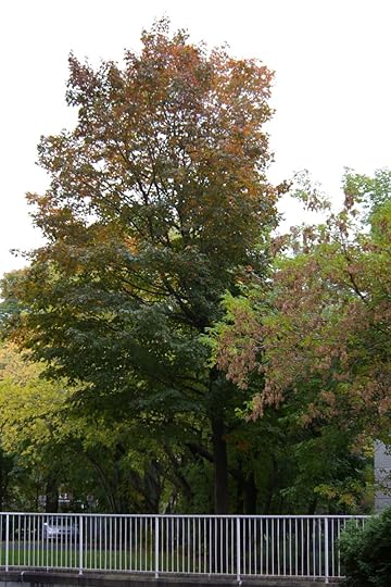 Tree Project - image 36