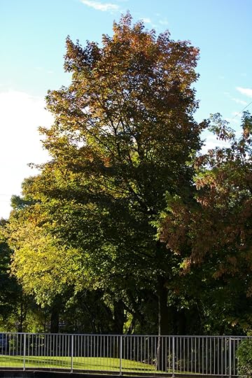 Tree Project - image 35