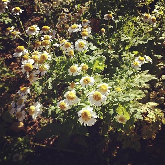 Chamomille in the sun
