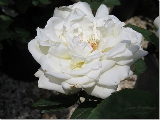 WhiteRose