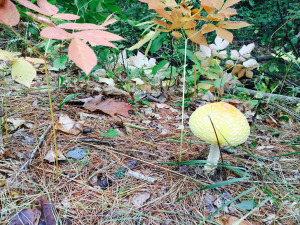mushroom