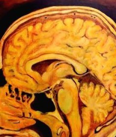 Pituitary hypothalamus