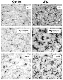 Microglial Acitvation after LPS Injection Fig 3 Qin 2007