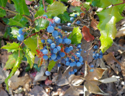 Oregon_Grape_Berberine_Jeffrey_Dach_MD