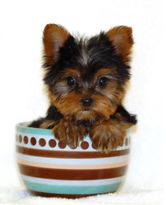 Teacup puppy