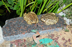 Toads Talking