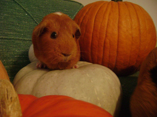 Pickles Pickles Pickles! She looks so incredibly cute on the pumpkin that Murderface is trying to leave the photo. 