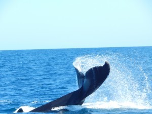 Big Tail