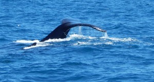 Tail Cropped 2