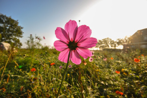 field-meadow-flower-pink-large