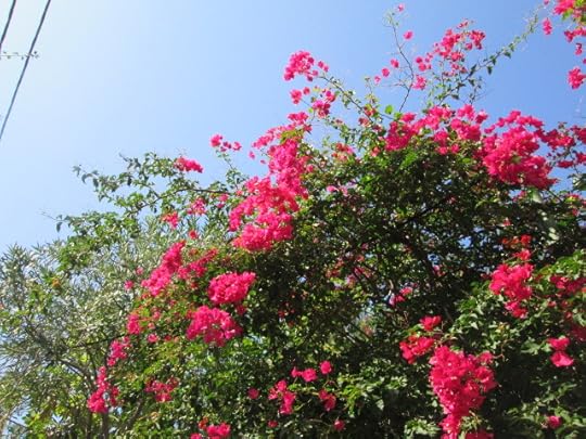 bougainvillea