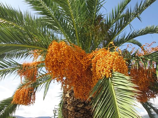 palm tree by the beach