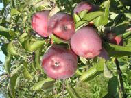 Local apples