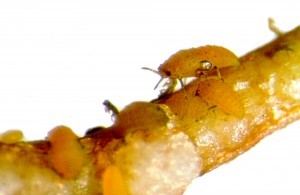 This insect altered the perception of wine