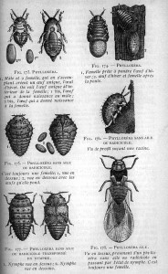 Phylloxera diagram
