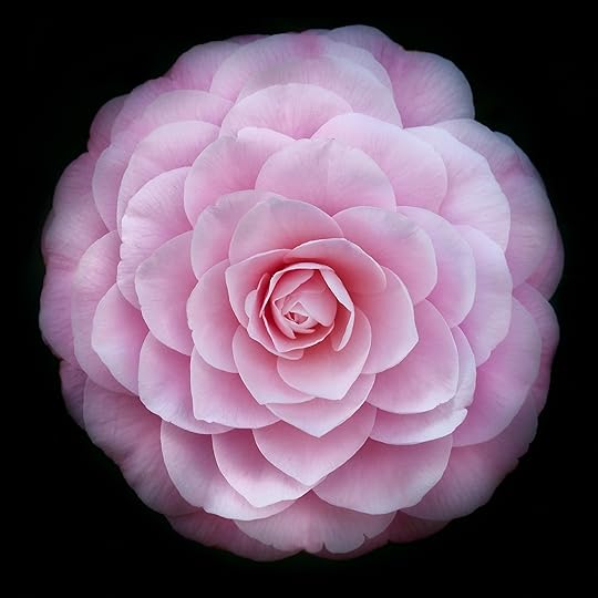 Camellia Japonica © Harold Davis