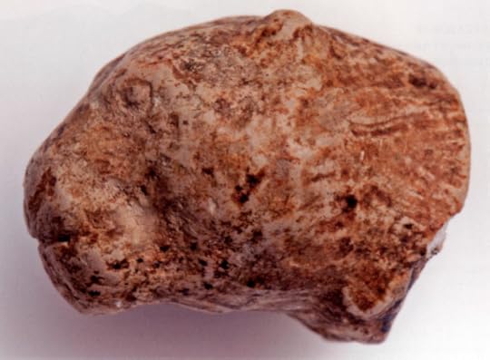 Figure 5. Carved miniature feline head, Kostenki 1 (http://www.donsmaps.com/images29/lionimg413.jpg).