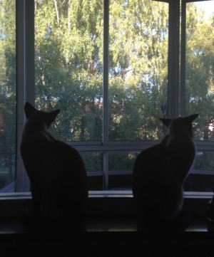 Katterna. De är sura för att det är så kallt på balkongen. Men glada att elementen är på.