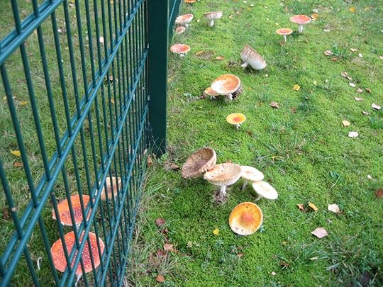 Fly agaric