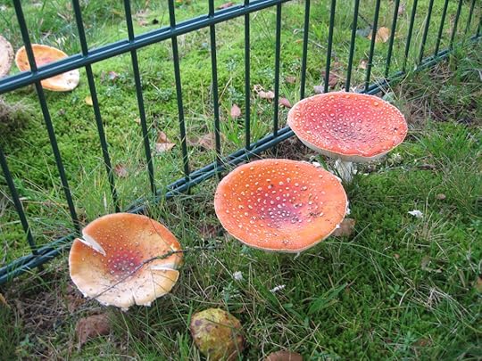 Fly agaric