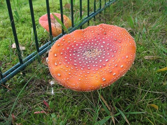 Fly agaric