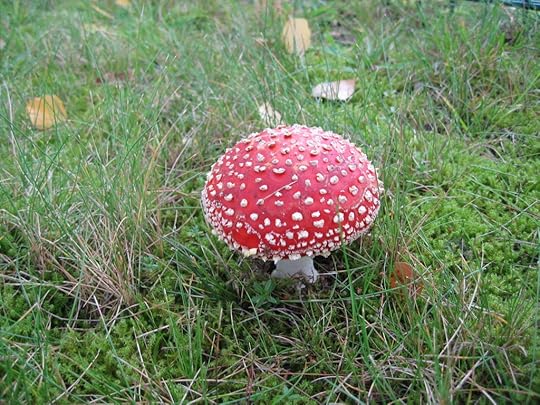 Fly agaric