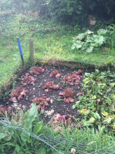 gardening ireland