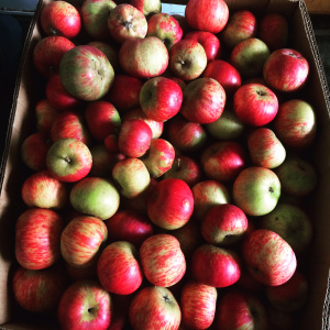 making apple cider