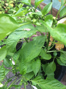 greenhouse growing