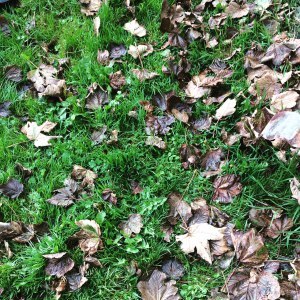 autumn leaves