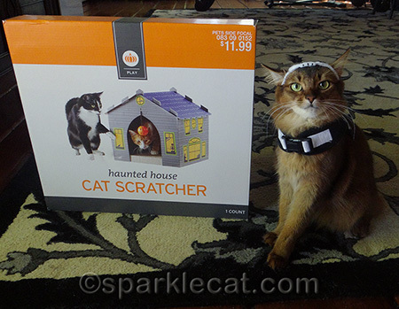 My human is a thief!