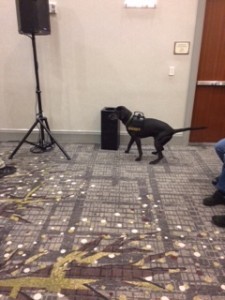 Dreyfus the cadaver dog catching the scent