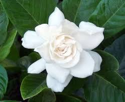 gardenia 2