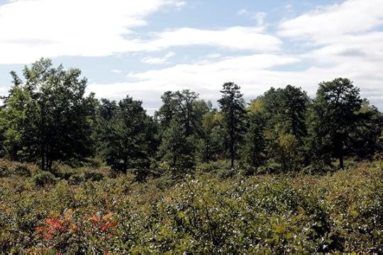 Plants in the Pine Bush Nature Preserve.