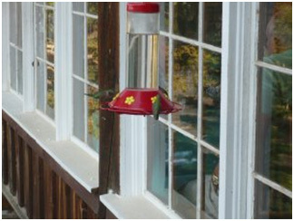 20151009 Hummingbirds outside Baldpate Inn